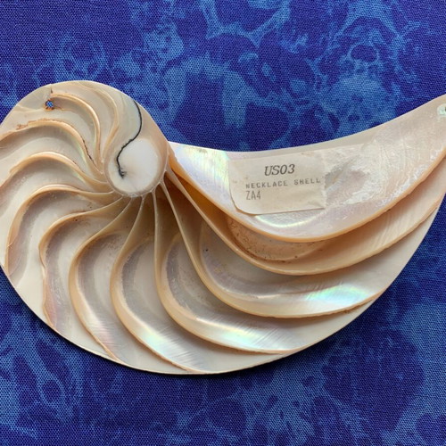 Nautilus half shell decorative, like new