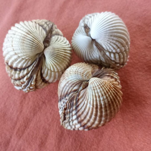 Nautical Decor Set 3 Natural Double Cockle Shells Acanthocardia like new
