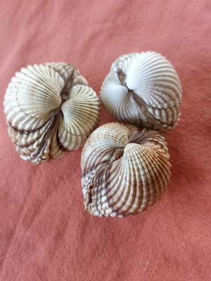 Nautical Decor Set 3 Natural Double Cockle Shells Acanthocardia like new