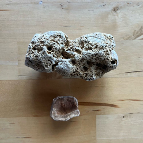 Abia Messinia shell and stone fossil refurbished
