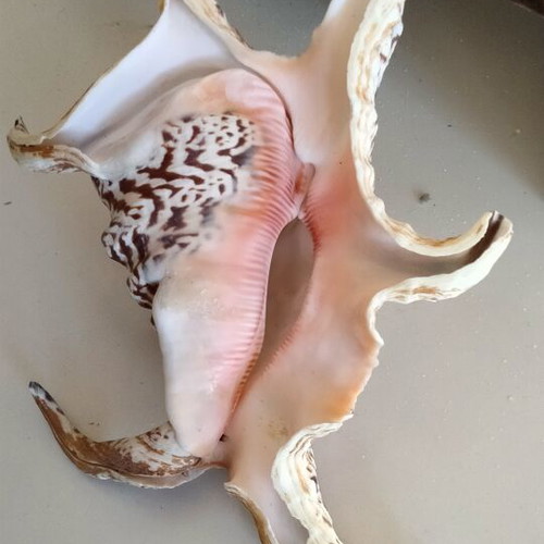 Harpago Chiragra Seashell New, Collectible Spider Conch Lambis Chiragra