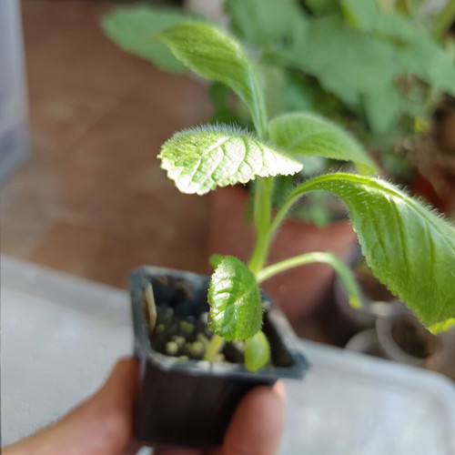 Cubitanthus alatus new aromatic tropical plant