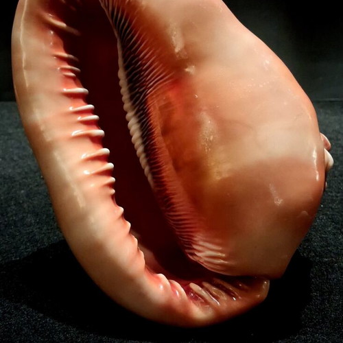 Cypraecassis rufa shell new, tropical bullmouth cameo specimen
