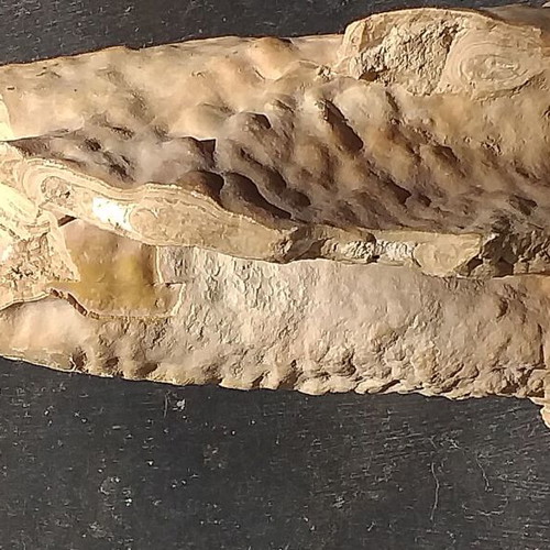 Fossils like new, set with comb, starfish and unknown