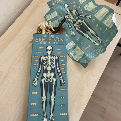 Skeleton toy new