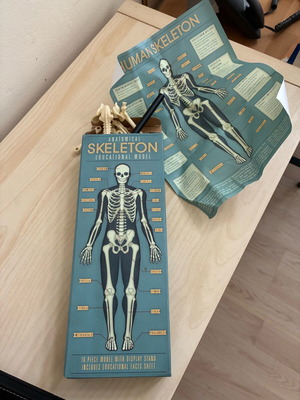Skeleton toy new