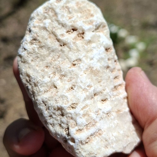 Fossilized coral from northern Evros, new