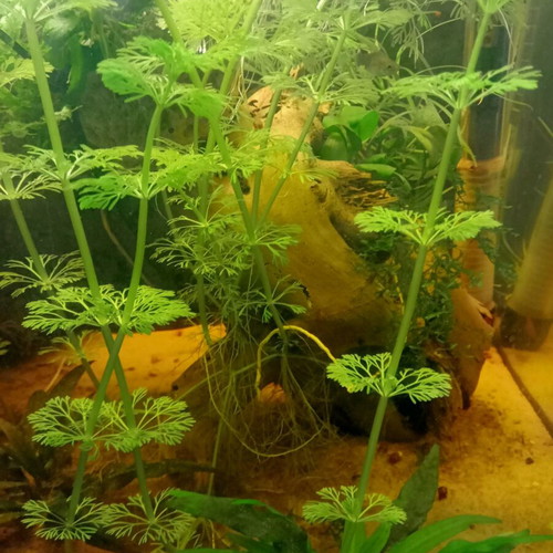 Sessiflora aquarium plant new