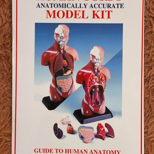 Human Torso 3D Puzzle Anatomical Model Kit