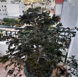 Δέντρο  εξωτερικού χώρου