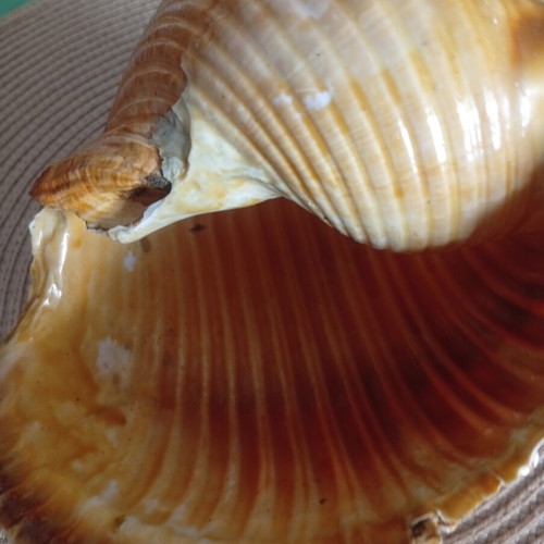 Tonna galea collectible seashell used, 100 years old