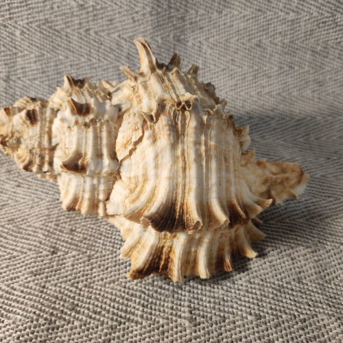 Murex Ramosus seashell like new, 16x12x9 cm