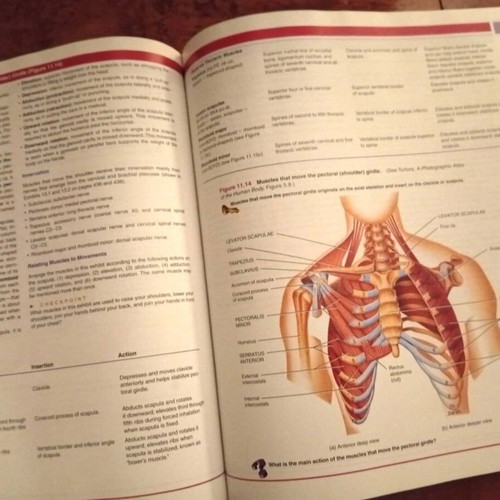 Anatomy books premium editions, like new, art and academic