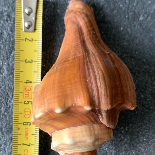 Shell used, as shown