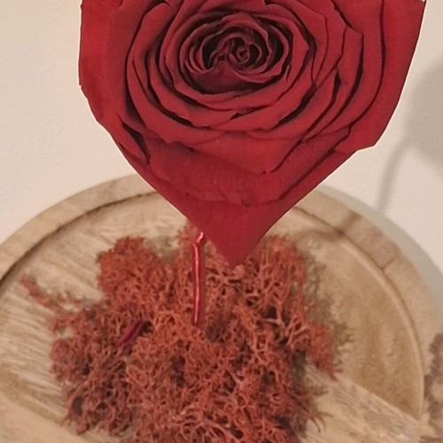 Decorative rose like new, height 19 cm