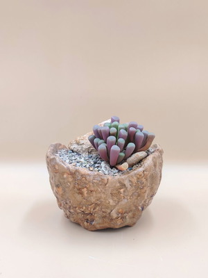 Fenestraria rhopalophylla succulent in handmade pot new