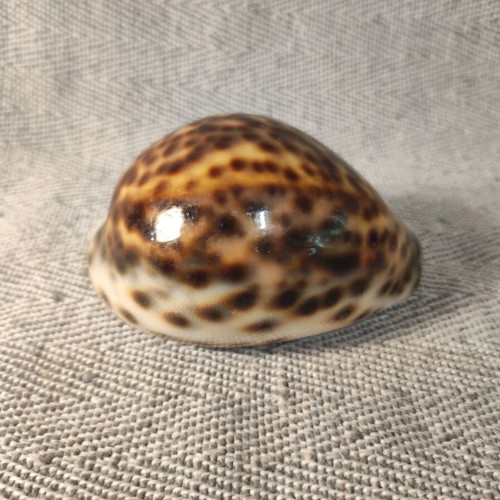 Cypria Tiger Shell 10cm like new