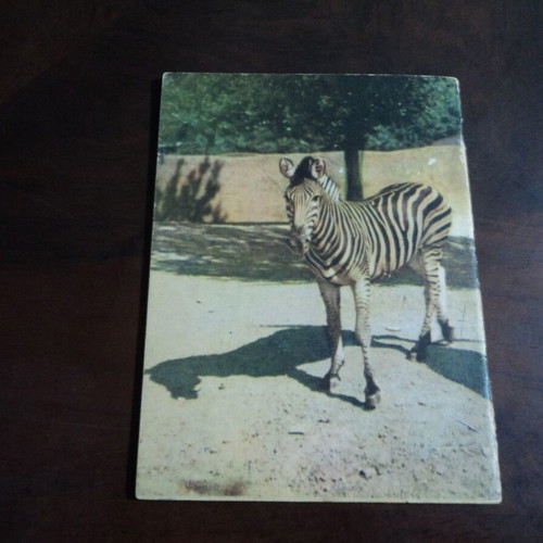 The Animal World used, Pechlivanidis edition 1953, 36 pages