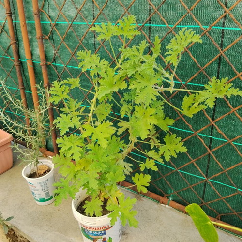 Pelargonium graveolens scented geranium