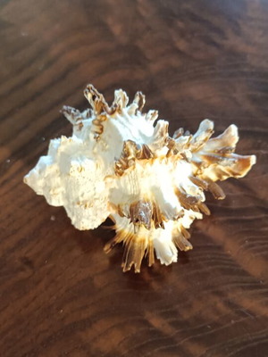 Murex Seashell new, 9 cm decorative authentic Greek collectible