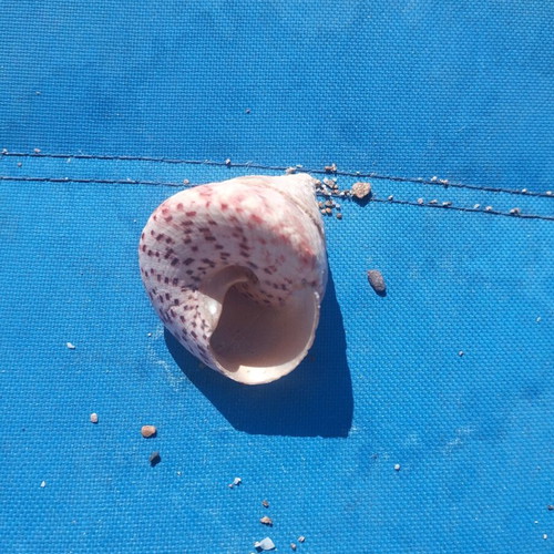 Seashells used, over 100, with seahorse and starfish