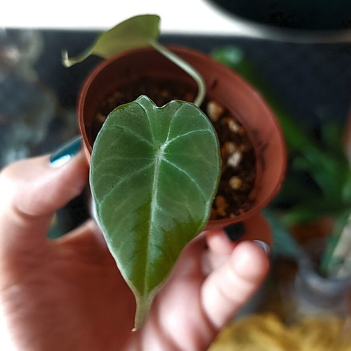 Alocasia Black Velvet XS houseplant