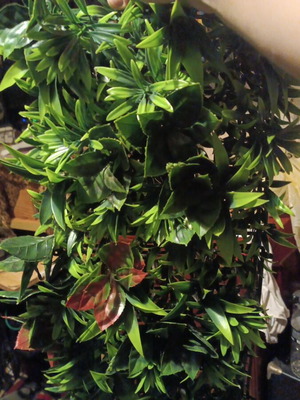 Panel with artificial plants like new, modular square 25x25cm