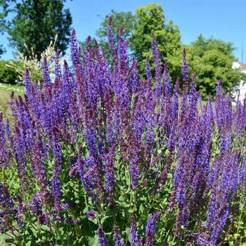 Salvia perennial aromatic plant purple sage seeds, pack of 20