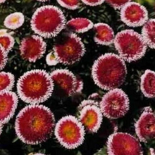 Callistephus chinensis flower seeds like new, bicolor bloom