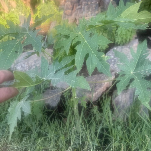 Papaya from Gold variety seed, new