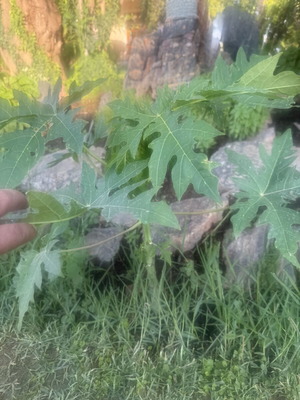 Papaya from Gold variety seed, new