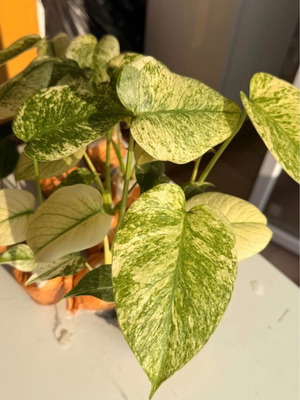 Monstera Mint νέο ποικιλία με μίντ πράσινα και κρεμ φύλλα