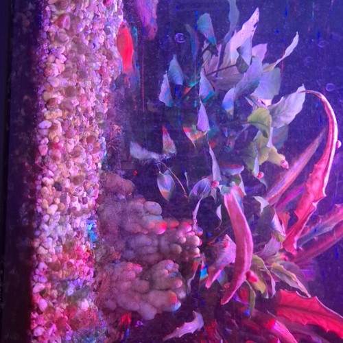 Aquarium used 50 liters fully equipped with LED and filter
