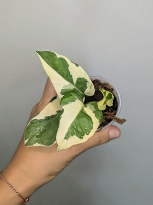 Φυτό Epipremnum Njoy pothos
