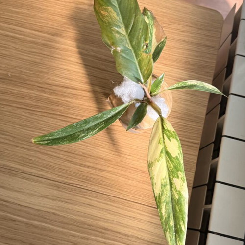 Philodendron Caramel Marble Variegata plant