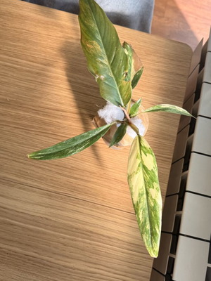 Philodendron Caramel Marble Variegata plant