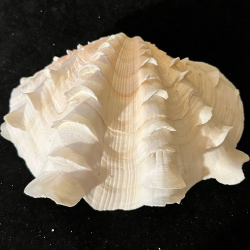 Natural large shell used