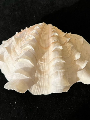 Natural large shell used