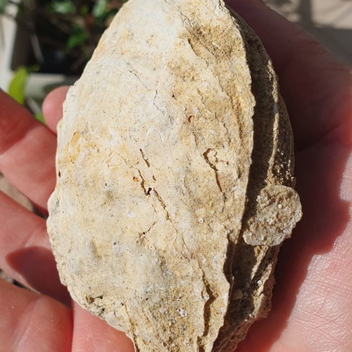 Fossilized Ostrea Oyster from East Attica, Pliocene Era