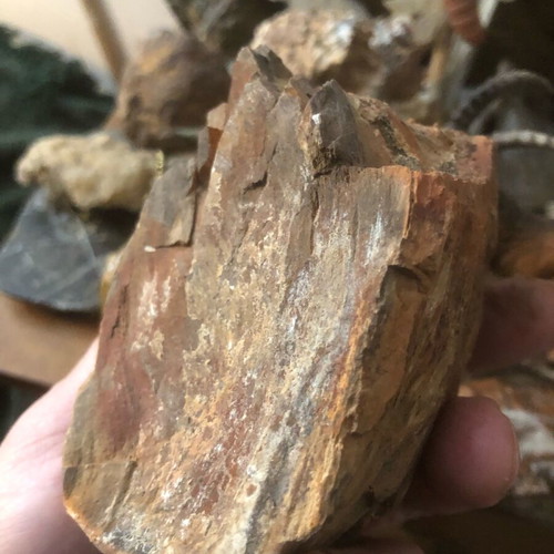 Petrified wood Madagascar new, large piece with interesting shade