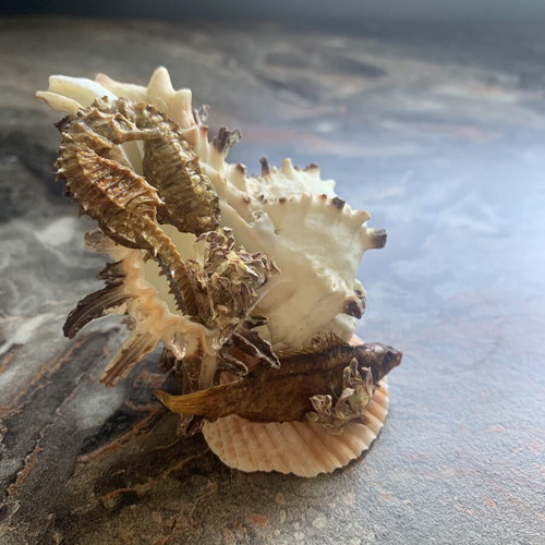 Retro sea composition from natural shells new
