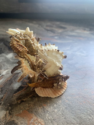 Retro sea composition from natural shells new