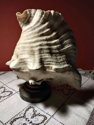 Natural shell lamp with bronze base, set of 2