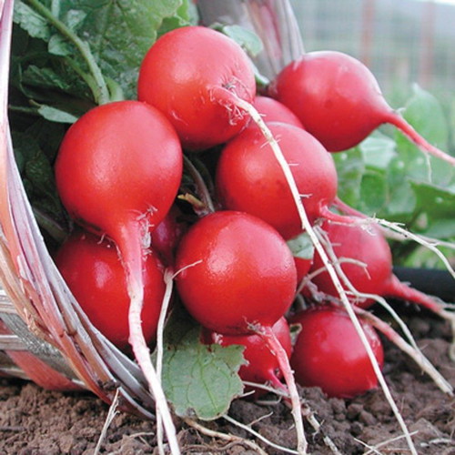 25 Cherry Belle radish seeds, traditional early variety