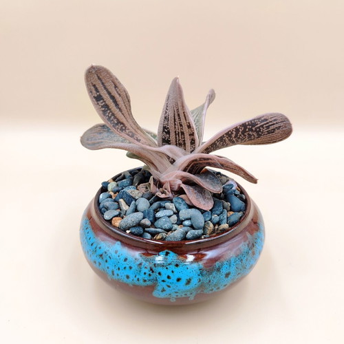 Gasteria ‘Little Warty’ in ceramic pot new