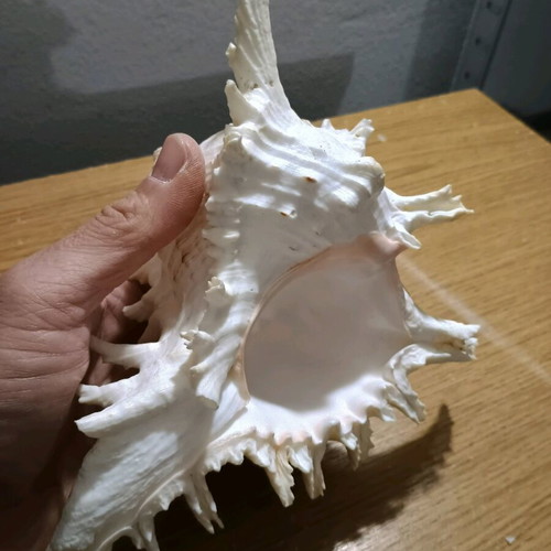 Shell new