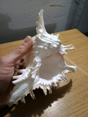 Shell new