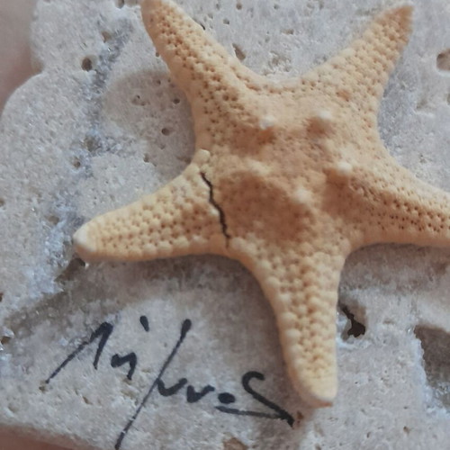 Handmade magnet from Limnos with natural porous stone and dried starfish