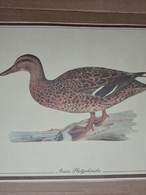 Vintage bird print Anas platyrhyncha duck used, collectible print
