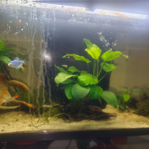 Aquarium 110 liters used with water pumps, heater, and filter